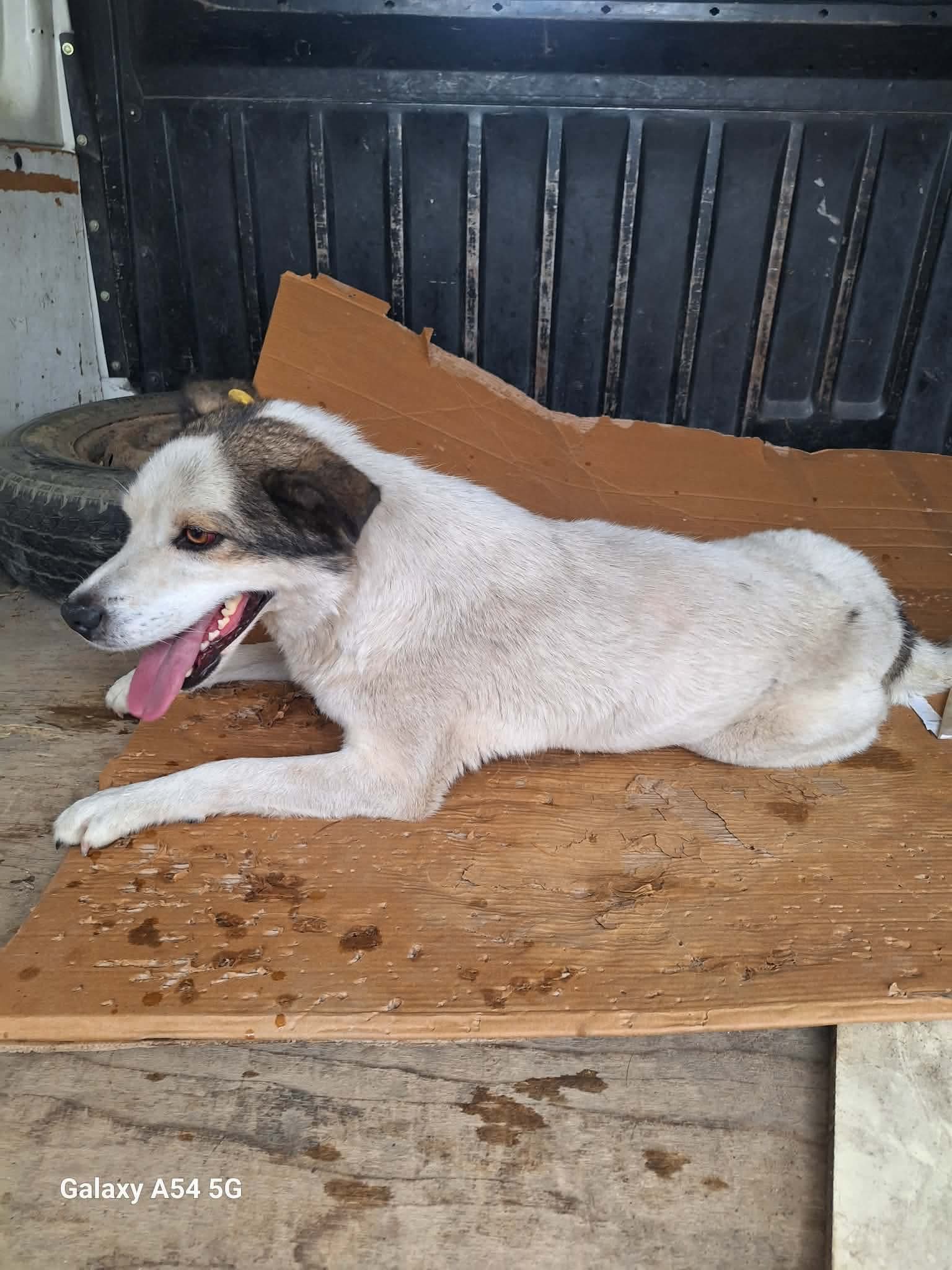 მეტისი.ბორჯომი