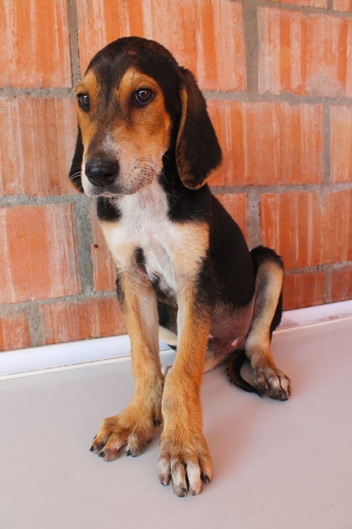 გონჩი უსახელო