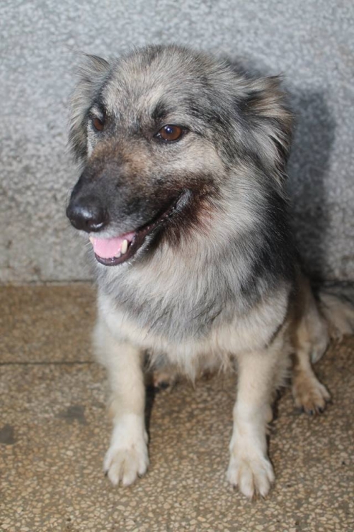 მეტისი უსახელო