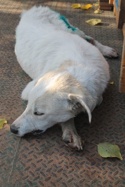 მეტისი უსახელო