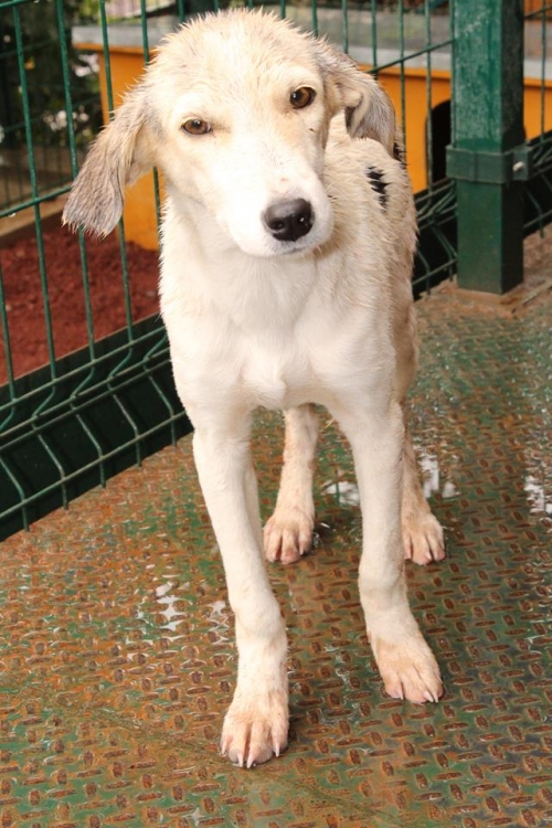 მეტისი უსახელო