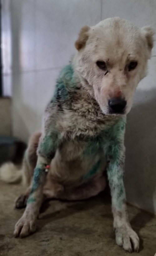 მეტისი თელეთი