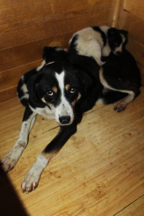 მეტისი უსახელო