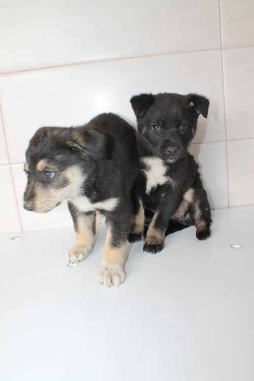 მეტისის ლეკვები უსახელო