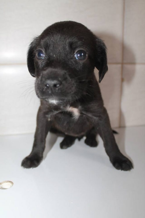 მეტისი უსახელო