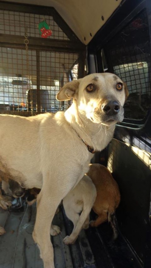 მეტისი უსახელო