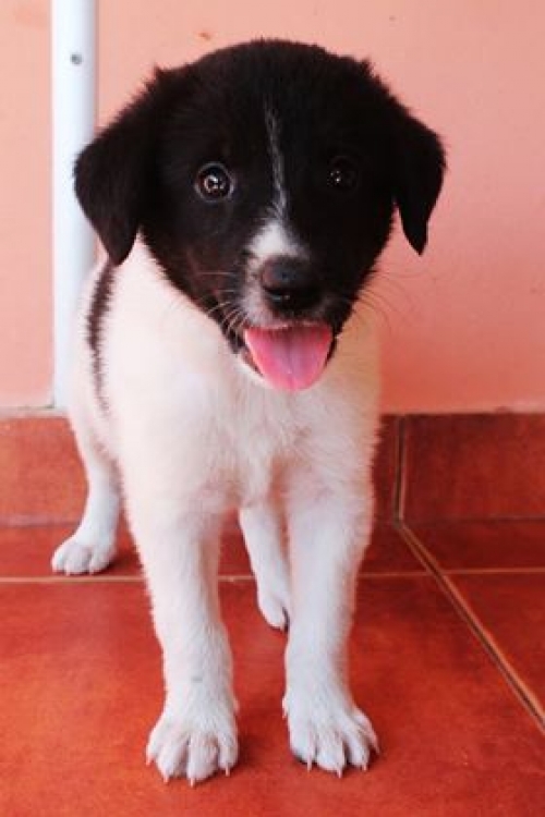 მეტისი უსახელო