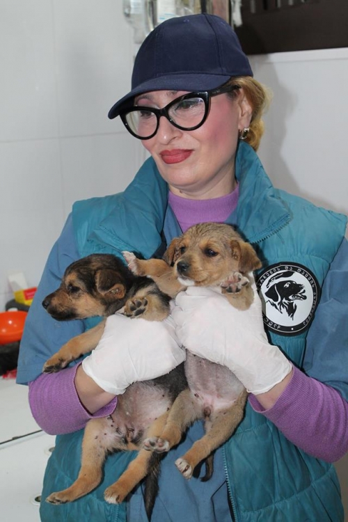 მეტისის ლეკვები უსახელო