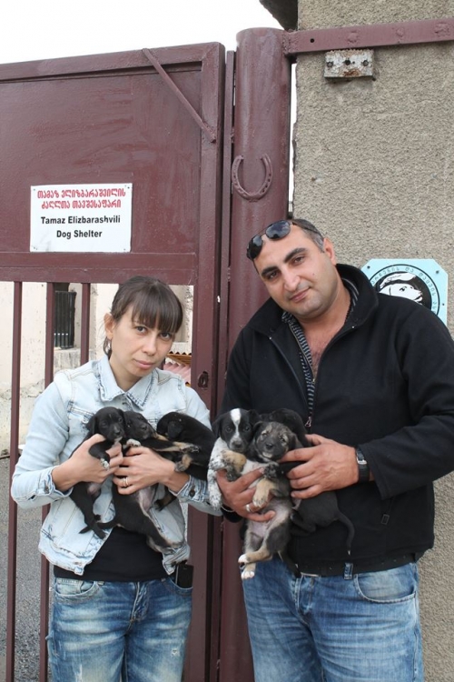 მეტისის ლეკვები უსახელო