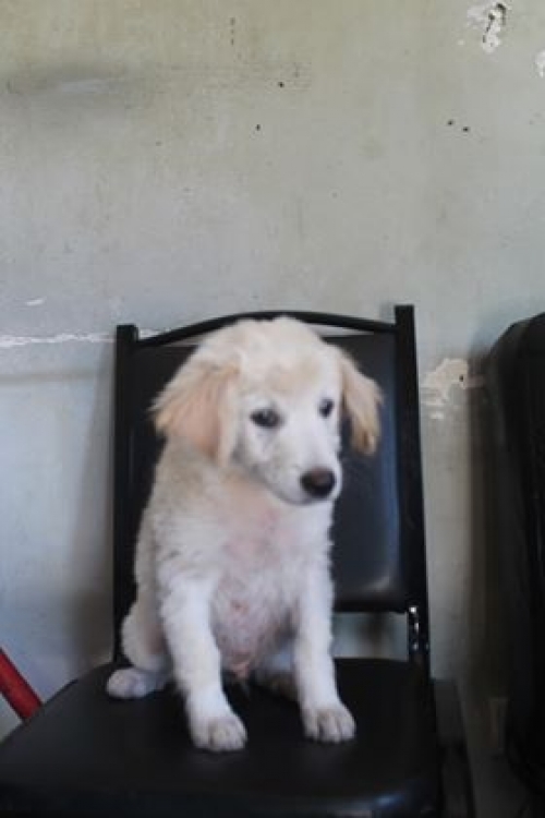 ქართული ქოფაკი უსახელო