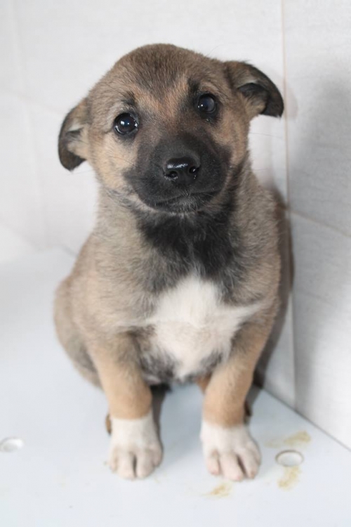 მეტისი უსახელო