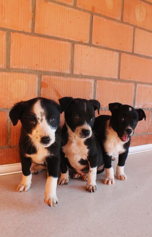 მეტისის ლეკვები უსახელო