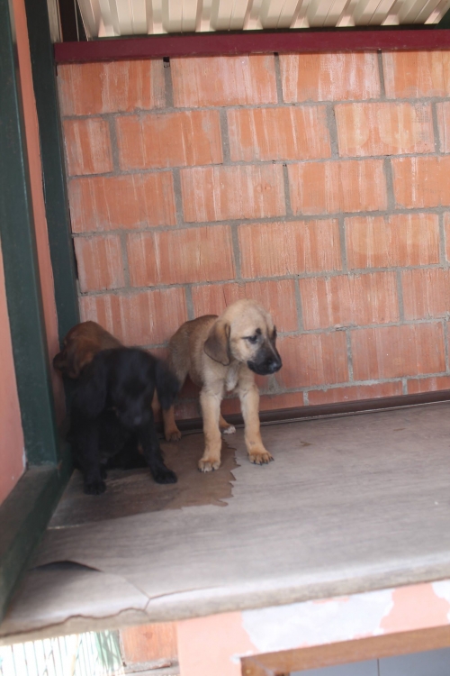 ქართული ქოფაკი უსახელო