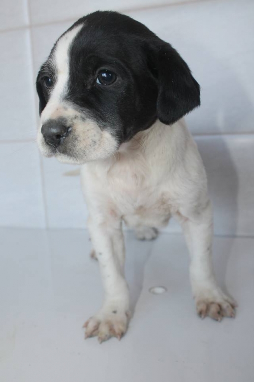 პოინტერის მეტისი უსახელო