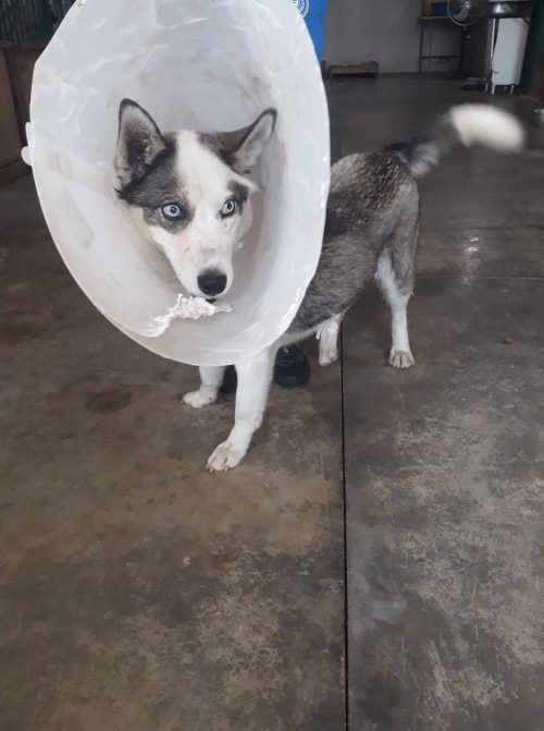 ლაიკა აგრალური უნივერსიტეტი