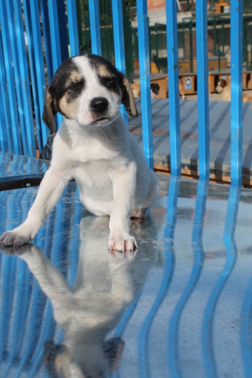 მეტისი უსახელო