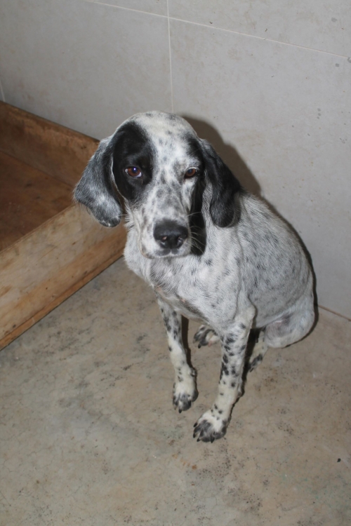 მეტისი უსახელო