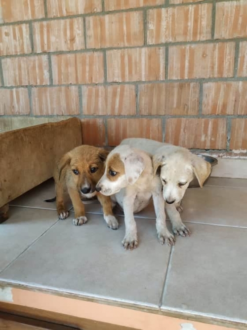 მეტისი უსახელო