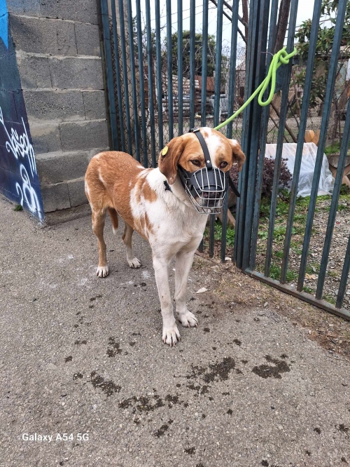 მეტისი ბახტრიონის ქუჩა დიდი ქარფური