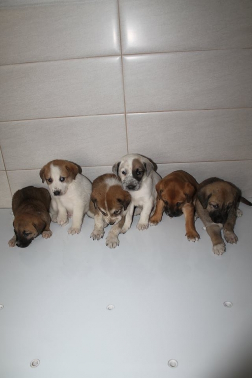 ყაზბეგური ნაგაზის მეტისი უსახელო