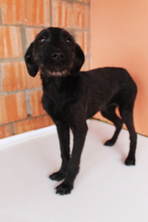 მეტისი უსახელო