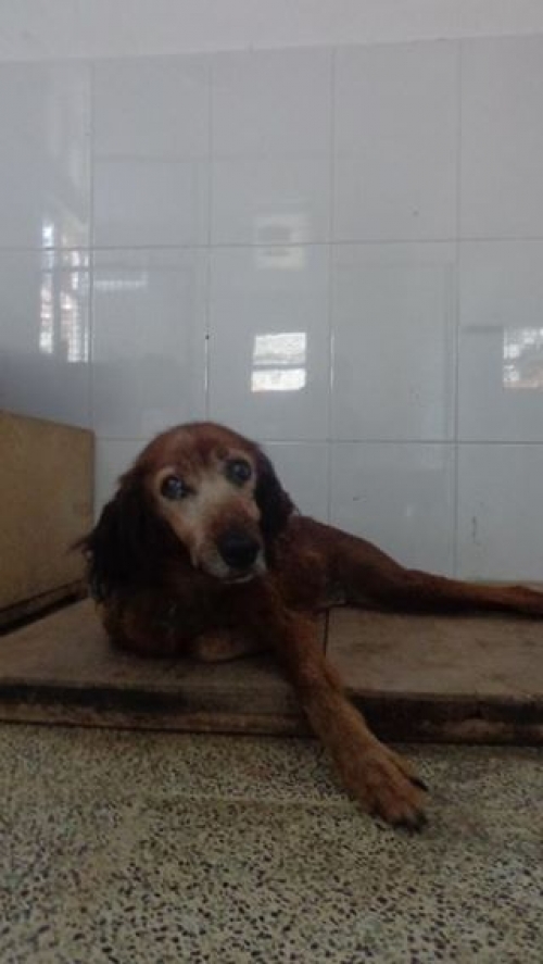 მეტისი უსახელო