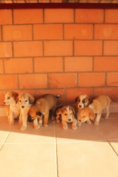 მეტისი უსახელო