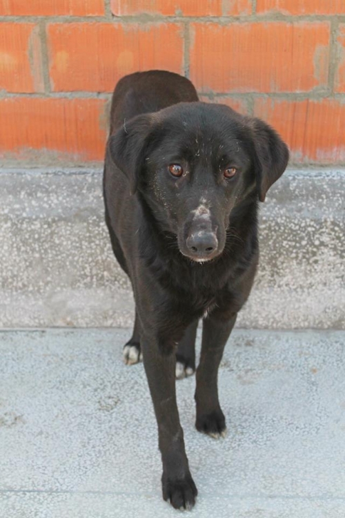 მეტისი უსახელო