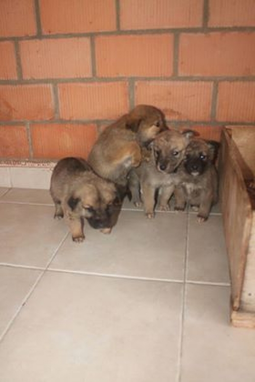 ქართული ქოფაკი უსახელო