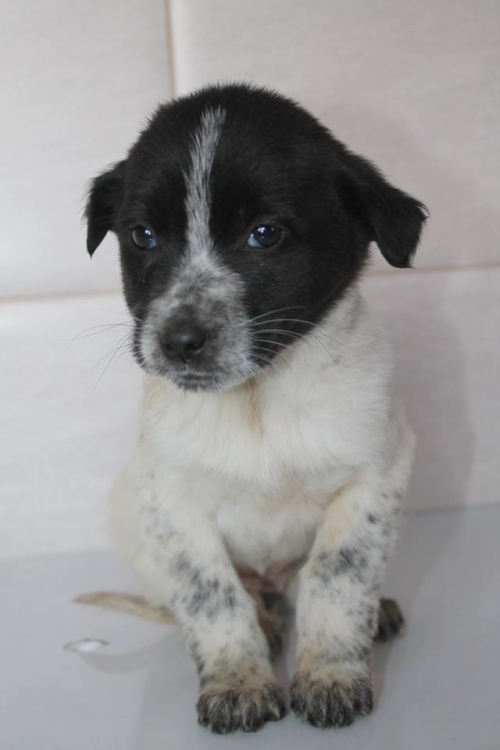 მეტისი უსახელო