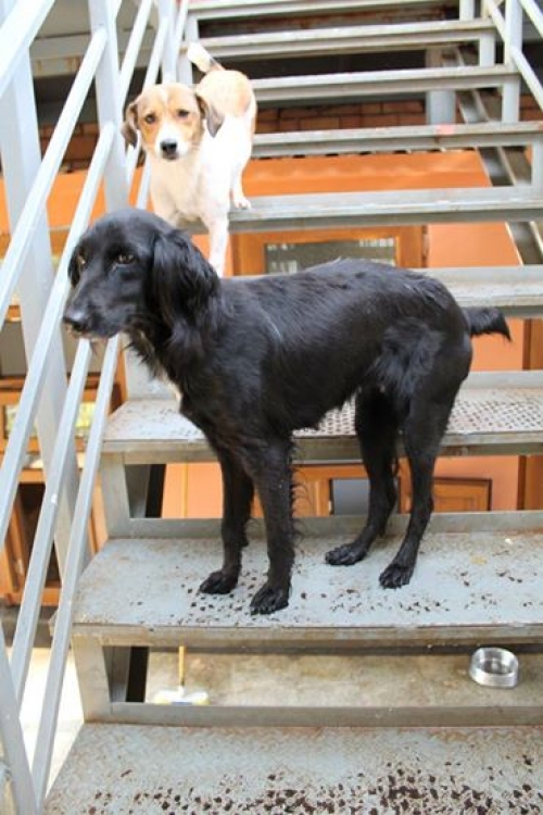 რუსული კოკერ სპანელი უსახელო