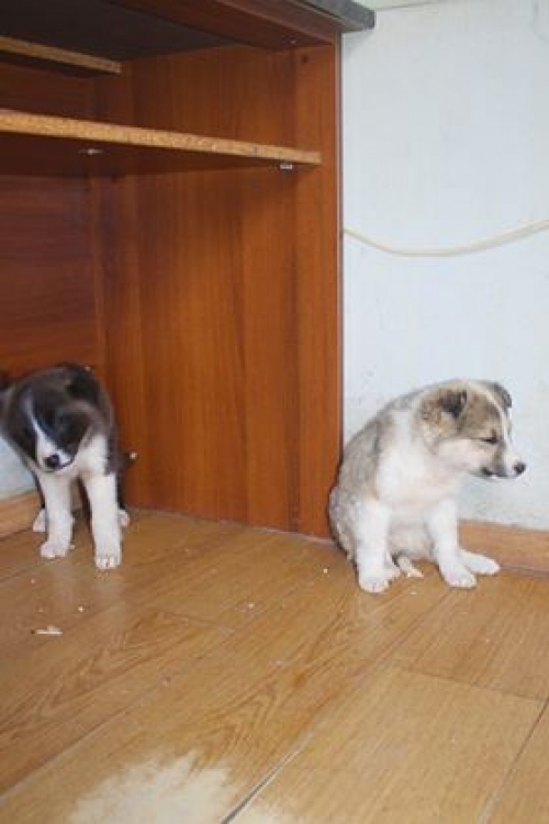 მეტისი უსახელო