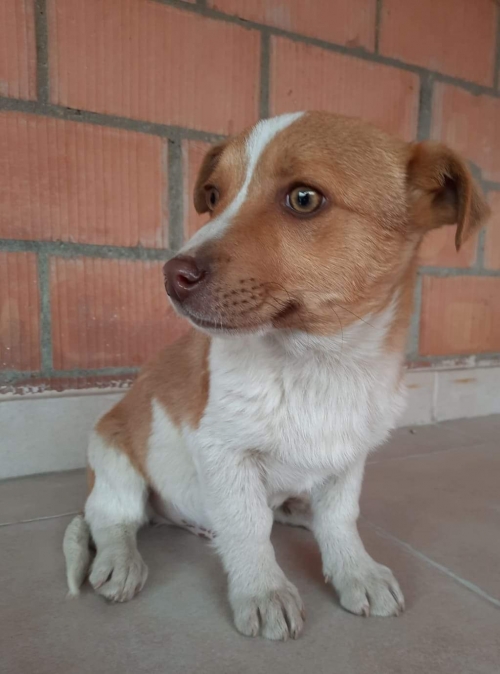 მეტისი ხვადი