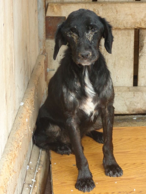 მეტისი ჩორნა