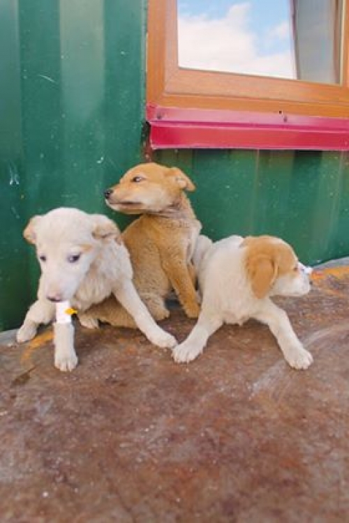 მეტისი უსახელო