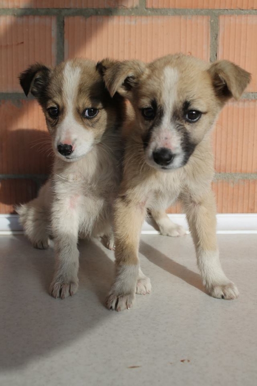 მეტისი უსახელო