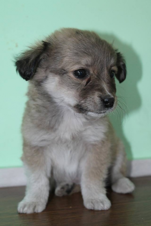 მეტისი უსახელო