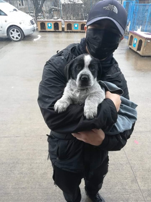 მეტისი ვაკე