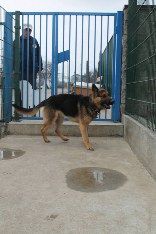 გერმანული ნაგაზი უსახელო