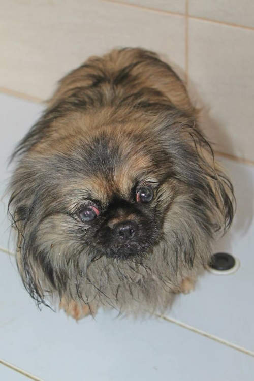 პეკინესი მარლი