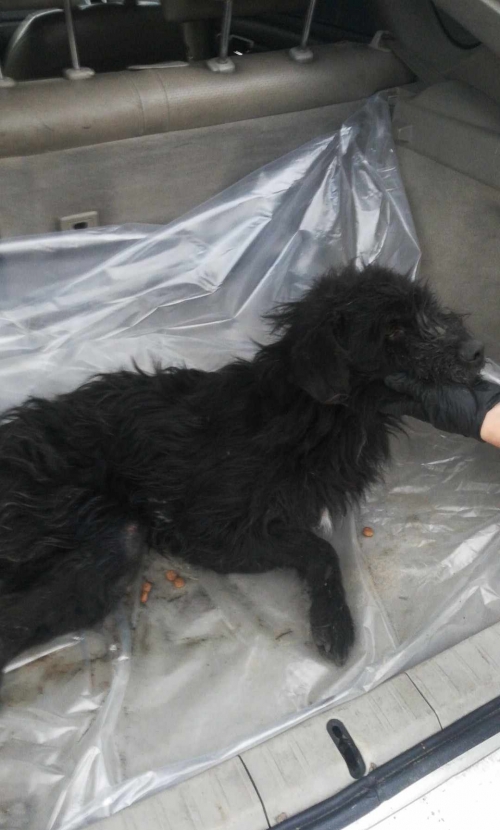 ბალონკა ბორჯომი