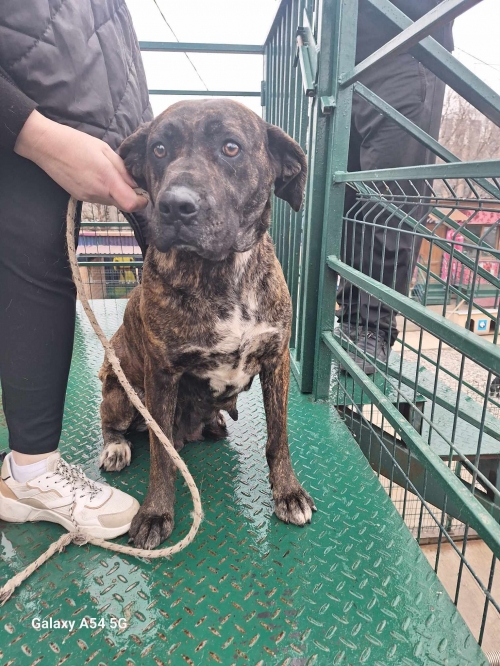 კანე კორსო ხაშური