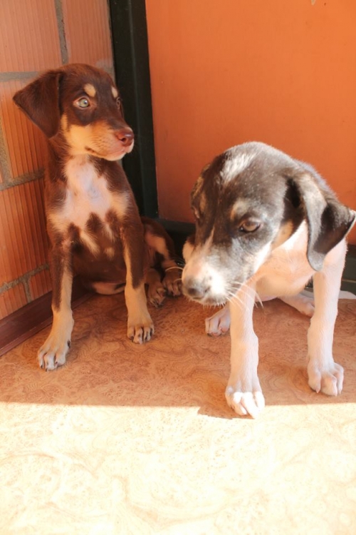 მეტისი უსახელო