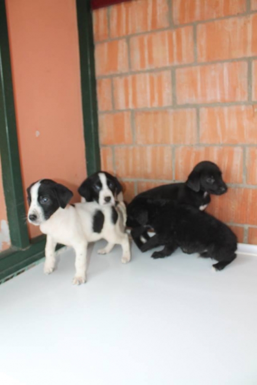 მეტისის ლეკვები უსახელო