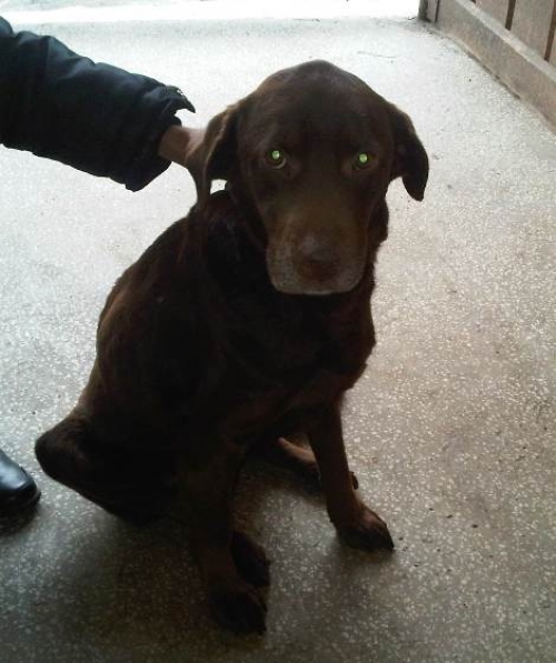 * გაჩუქებულები ნაპოვნია ლაბრადორი