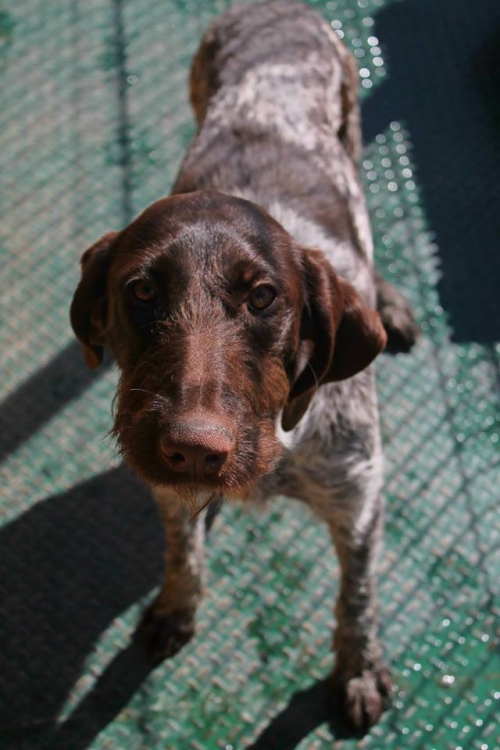 დრათხარი უსახელო