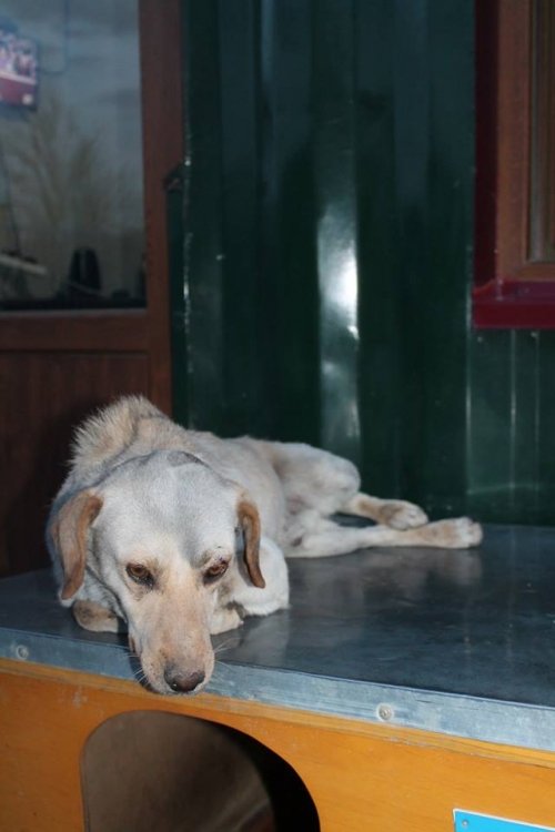 ლაბრადორის მეტისი უსახელო