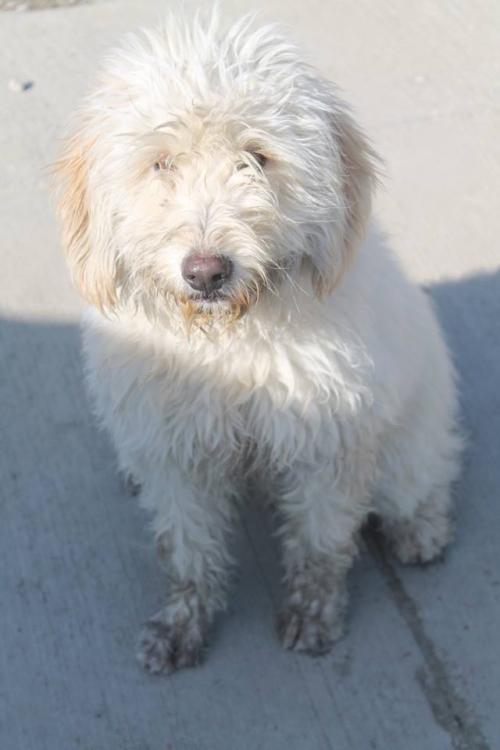 ბალონკა ლუი