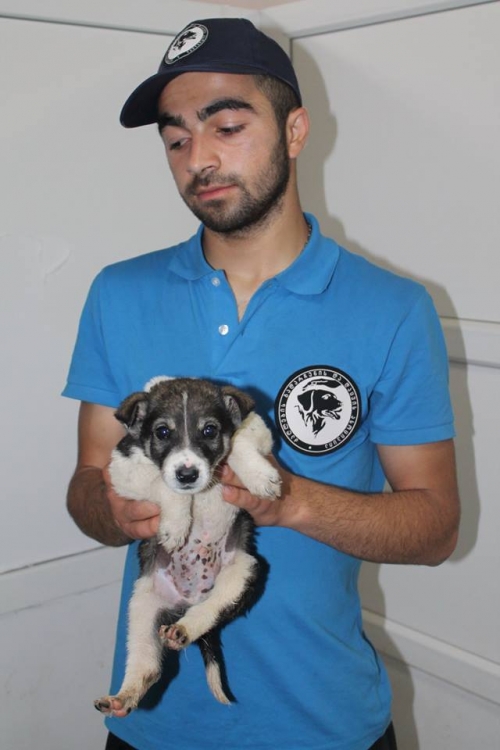 მეტისი უსახელო