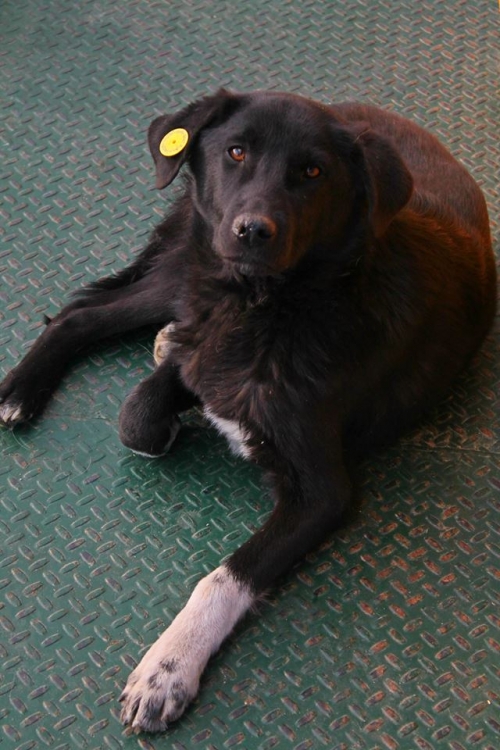 მეტისი უსახელო